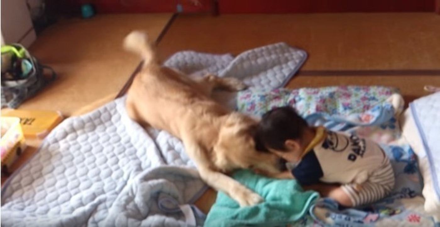 笑わせ上手なベビーシッター犬 赤ちゃんをあやすワンコ ふたりの関係性にキュン いぬのきもちweb Magazine 笑わせ上手なベビーシッター犬 赤ちゃんをあやすワンコ ふたりの関係性にキュン いぬのきもちweb Magazine