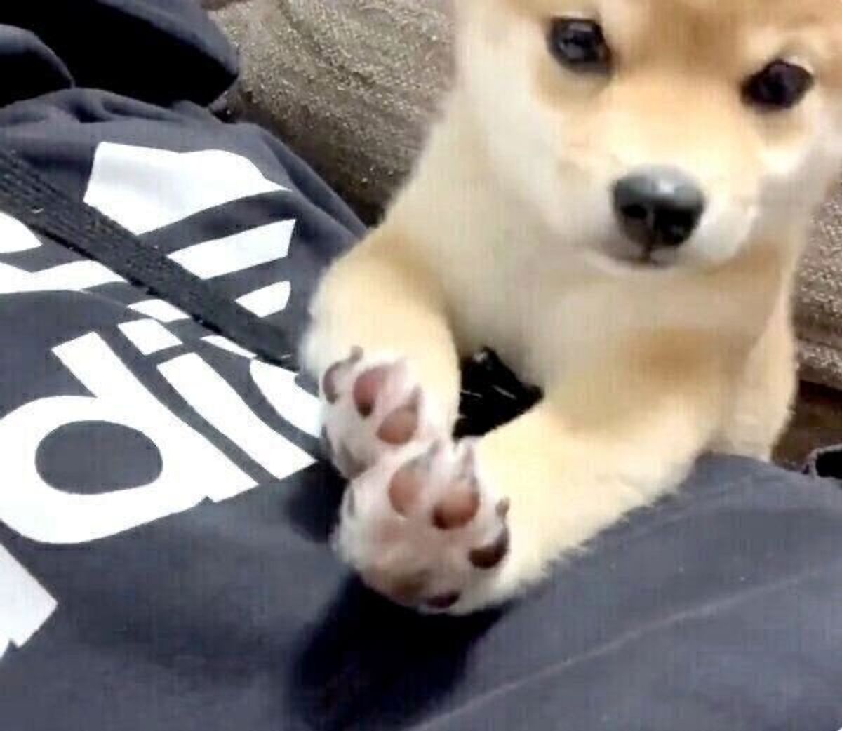 飼い主が笑うたびに スーパーマン になる豆柴子犬 1才になった現在の姿は 愛らしい魅力に迫る いぬのきもちweb Magazine 飼い主が笑うたびに スーパーマン になる豆柴子犬 1才になった現在の姿は 愛らしい魅力に迫る いぬのきもちweb Magazine