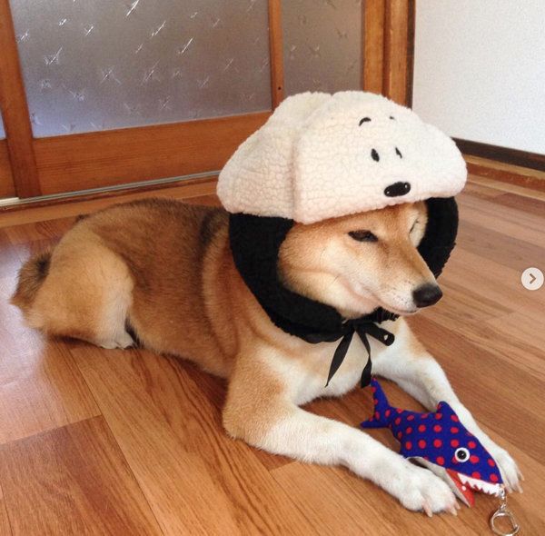 被り物をかぶる柴犬