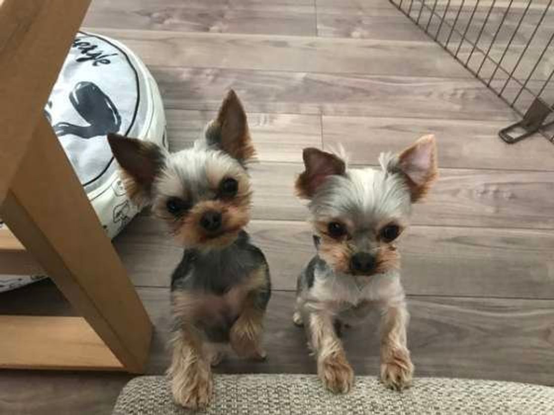 犬にこの野菜を与えるのはng 食べてしまったときの対処法は いぬのきもちweb Magazine 犬にこの野菜を与えるのはng 食べてしまったときの対処法は いぬのきもちweb Magazine