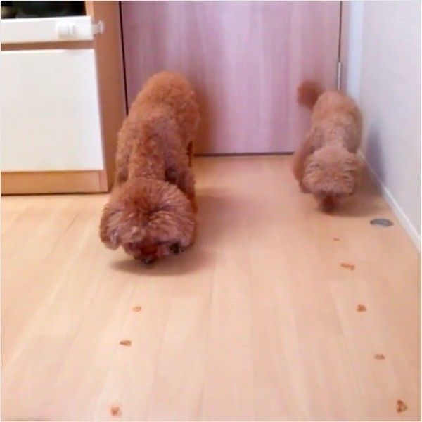 ごはん食べ競争