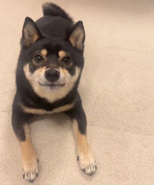 フセをするごまちゃん