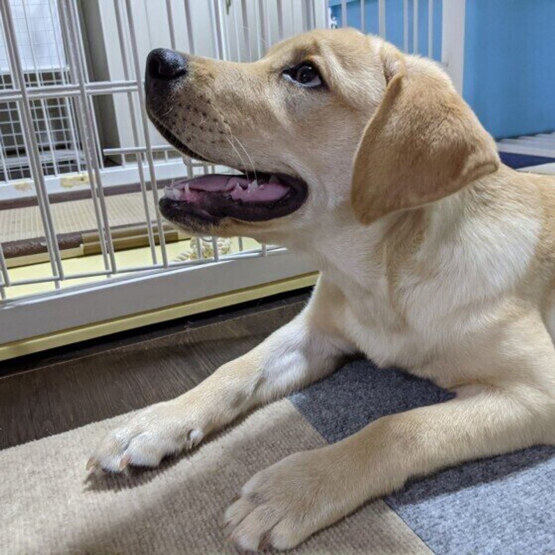 獣医師監修 犬の肉球 構造 役割 病気 ケガ ケアなどについて解説 いぬのきもちweb Magazine 獣医師監修 犬の肉球 構造 役割 病気 ケガ ケアなどについて解説 いぬのきもちweb Magazine