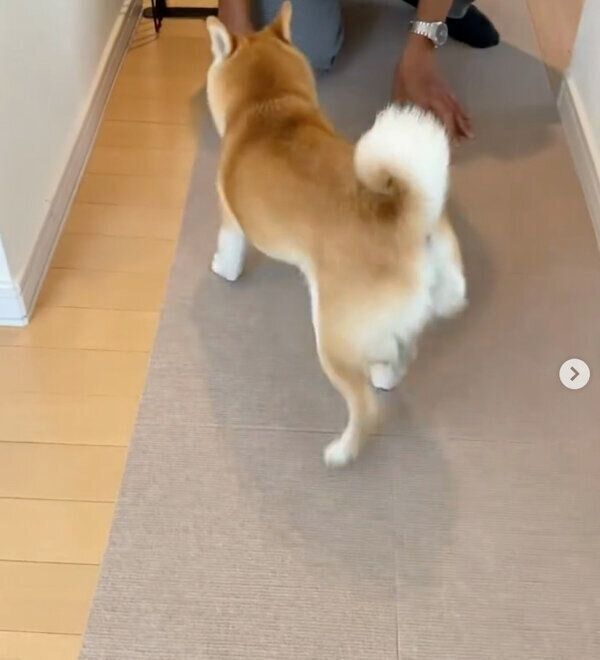 パパさんのもとに駆け寄るすずちゃん