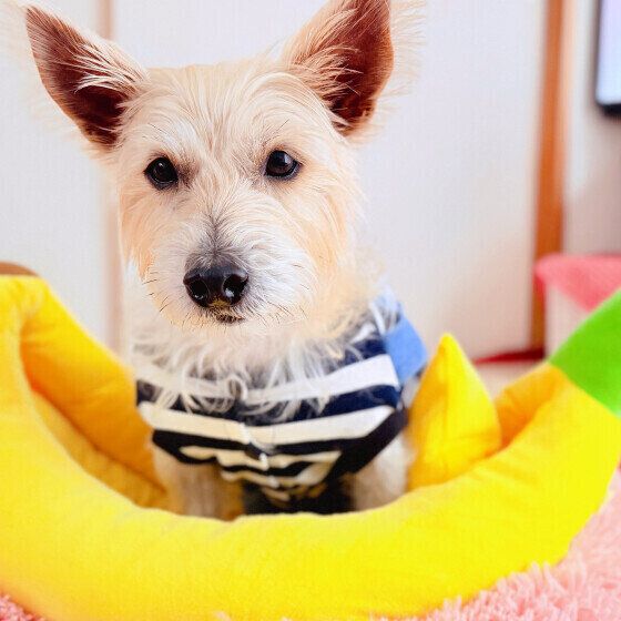 犬がブルブル震える理由は？ 体が濡れていないのに犬がブルブルするときの対応 いぬのきもち