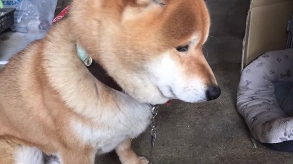 挙動不審になってしまう柴犬