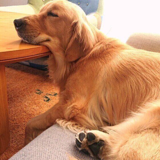 まったりするゴールデン・レトリーバー