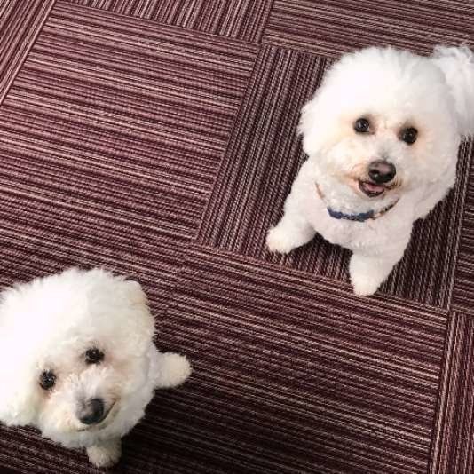 ビション・フリーゼ