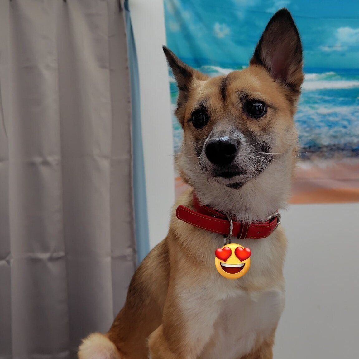 ソファに乗り周囲を見渡すルディちゃん