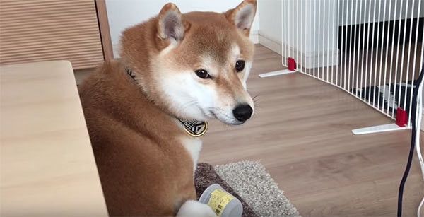 見つめる柴犬