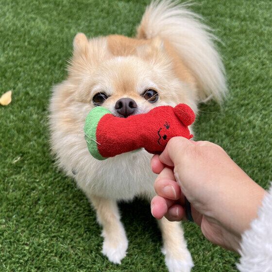 犬がくわえたおもちゃをブンブン振り回す・唸る理由は？ いぬのきもち