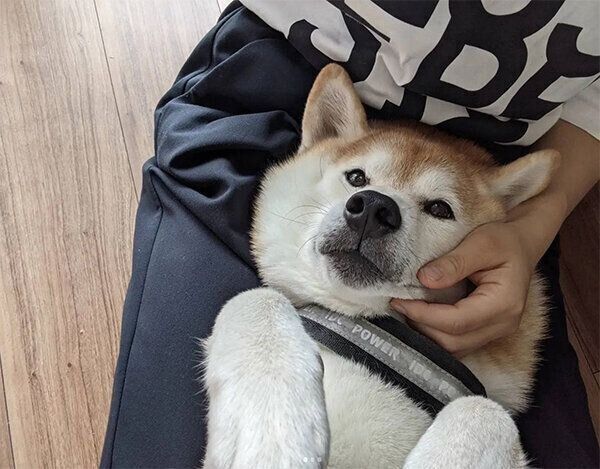 ヘソ天するタロウくん