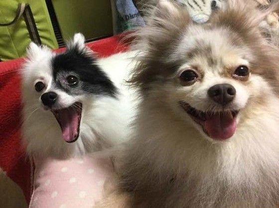 見つめるポメラニアン