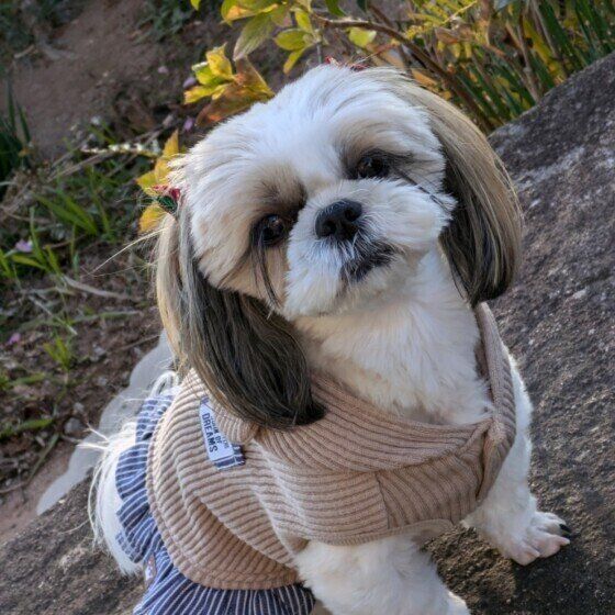 シー・ズーのココちゃん