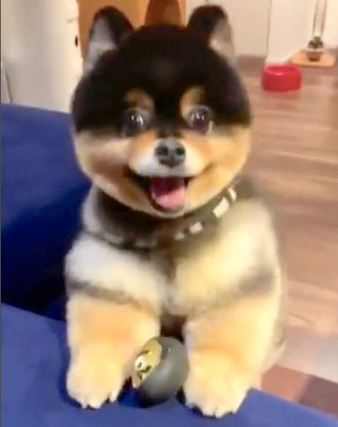 飼い主さんにボール投げを強要する犬 威圧感がスゴすぎると話題に いぬのきもちweb Magazine 飼い主さんにボール投げを強要する犬 威圧感がスゴすぎると話題に いぬのきもちweb Magazine