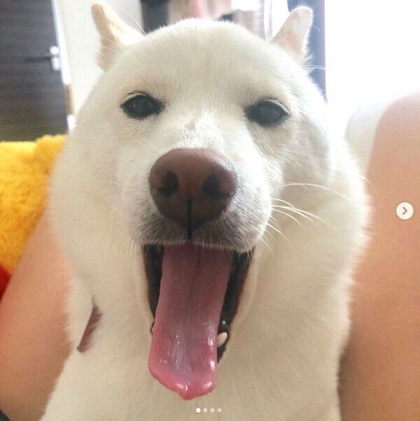 まったりするむぎちゃん