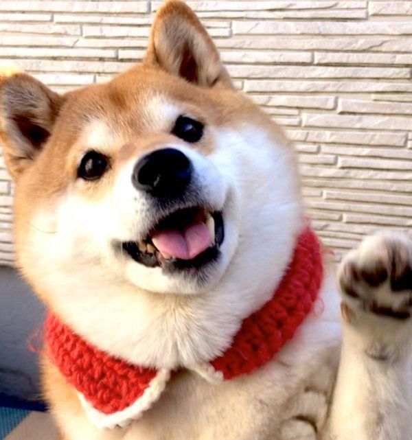 微笑むハナちゃん