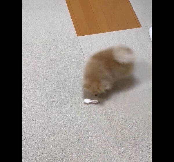 新入りおもちゃを完全に包囲するなごみちゃん