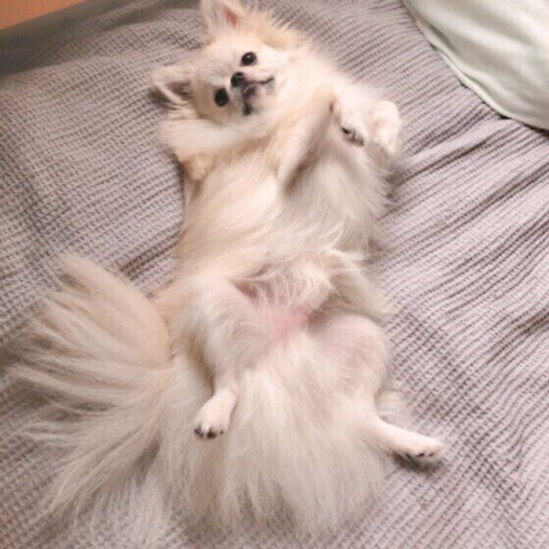 犬が床に体をすりすりする この行動に隠された気持ちとは いぬのきもちweb Magazine 犬が床に体をすりすりする この行動に隠された気持ちとは いぬのきもちweb Magazine