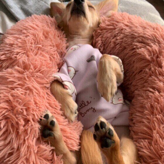 小型犬Mixのろあちゃん