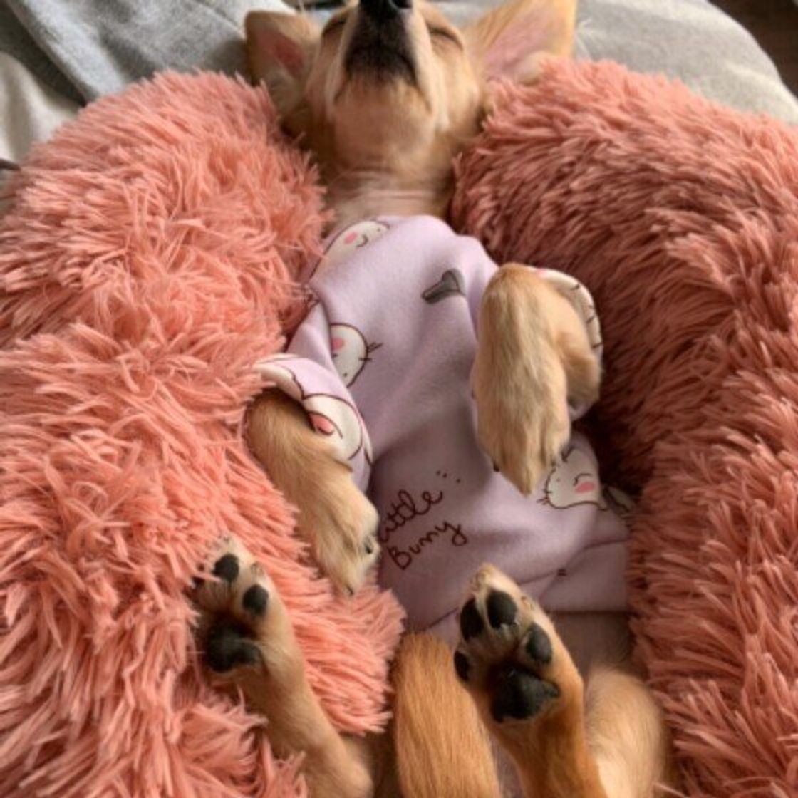 ブラッシング中ごろんと仰向けになるときの犬の気持ちとは いぬのきもちweb Magazine ブラッシング中ごろんと仰向けになるときの犬の気持ちとは いぬのきもちweb Magazine