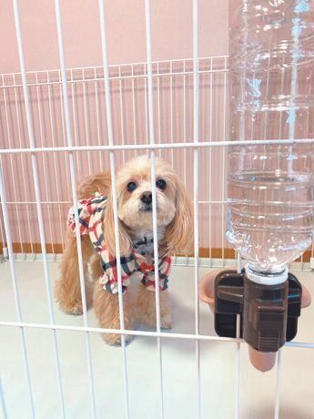 釣り下げ式の給水器も併用すると◎