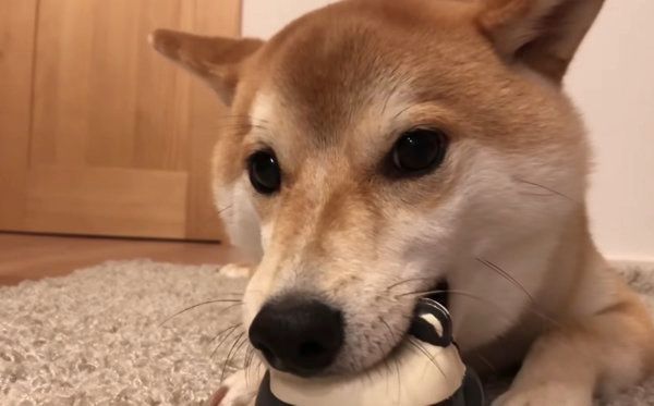 ボール遊びをする柴犬