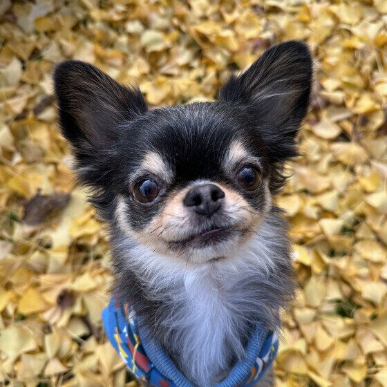 見過ごしやすい？ 飼い主が気づきにくい犬の病気とサイン いぬのきもち