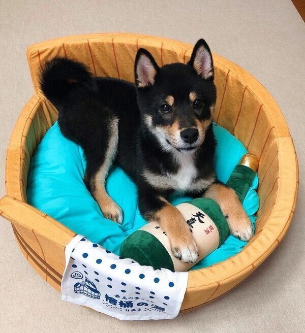 まったりする歳三くん