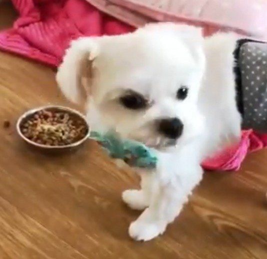 落ち着かないマルチーズ