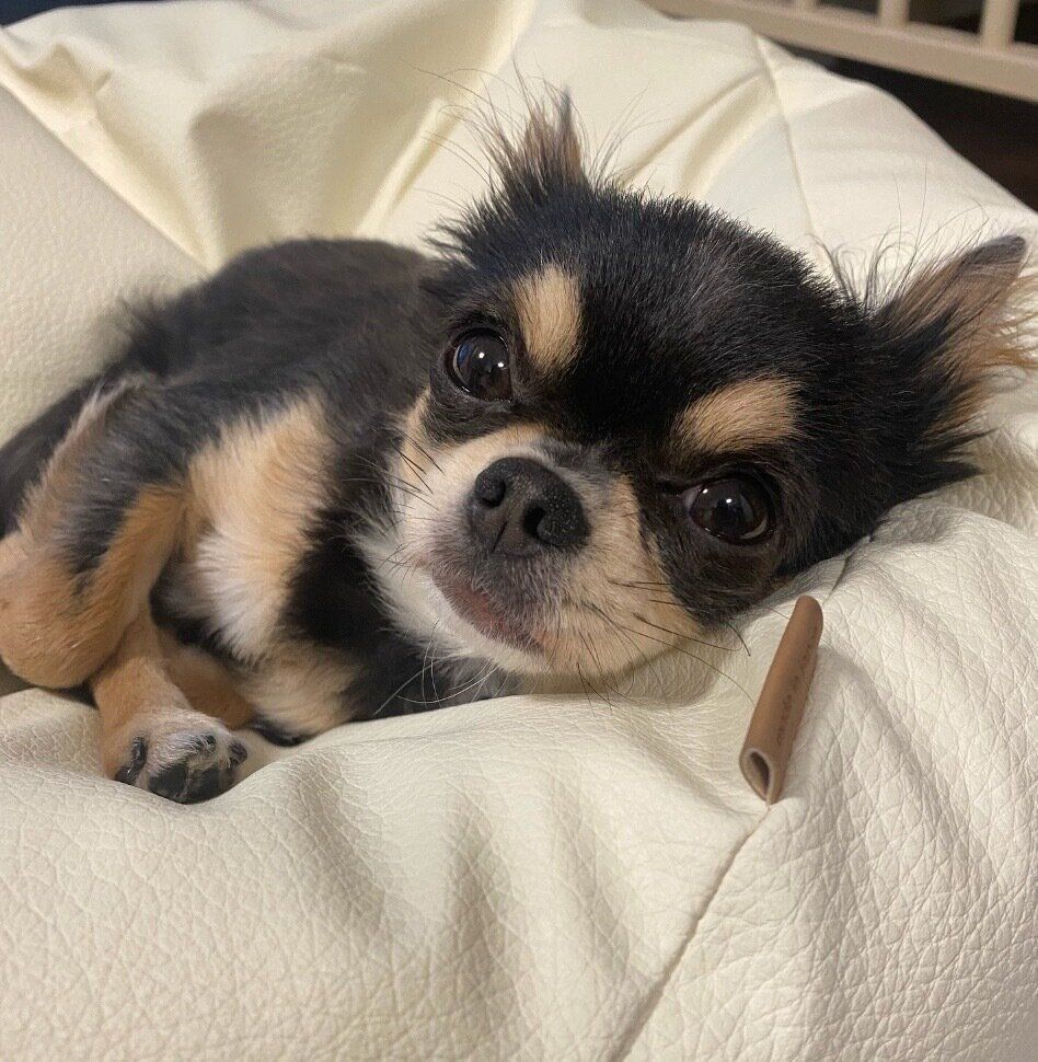 まったりするゆきちゃん