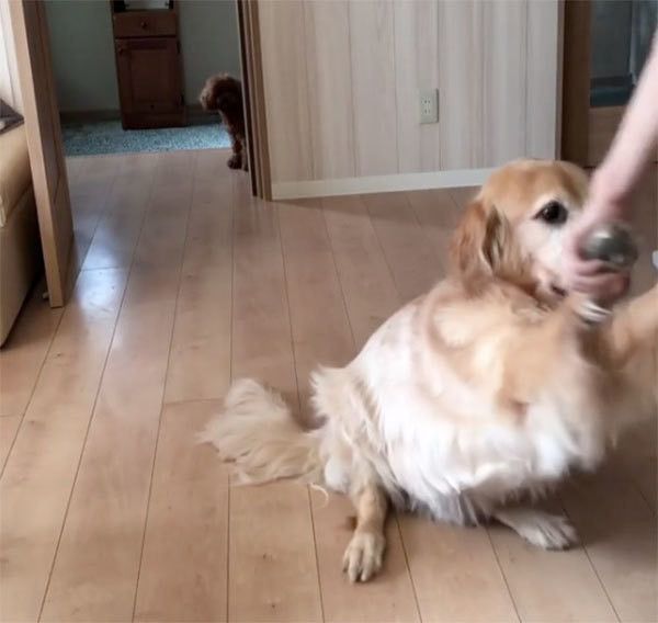 ゴールデン・レトリーバーとトイ・プードル