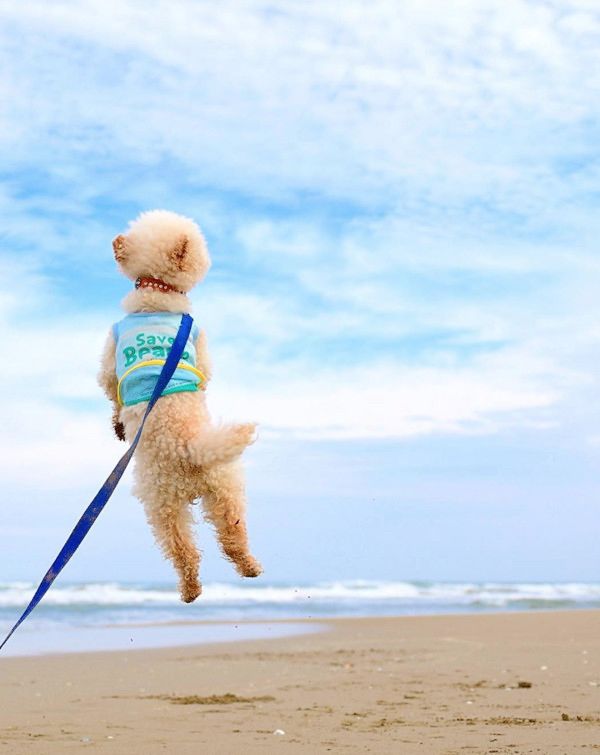 跳躍力がすごいトイ・プードル