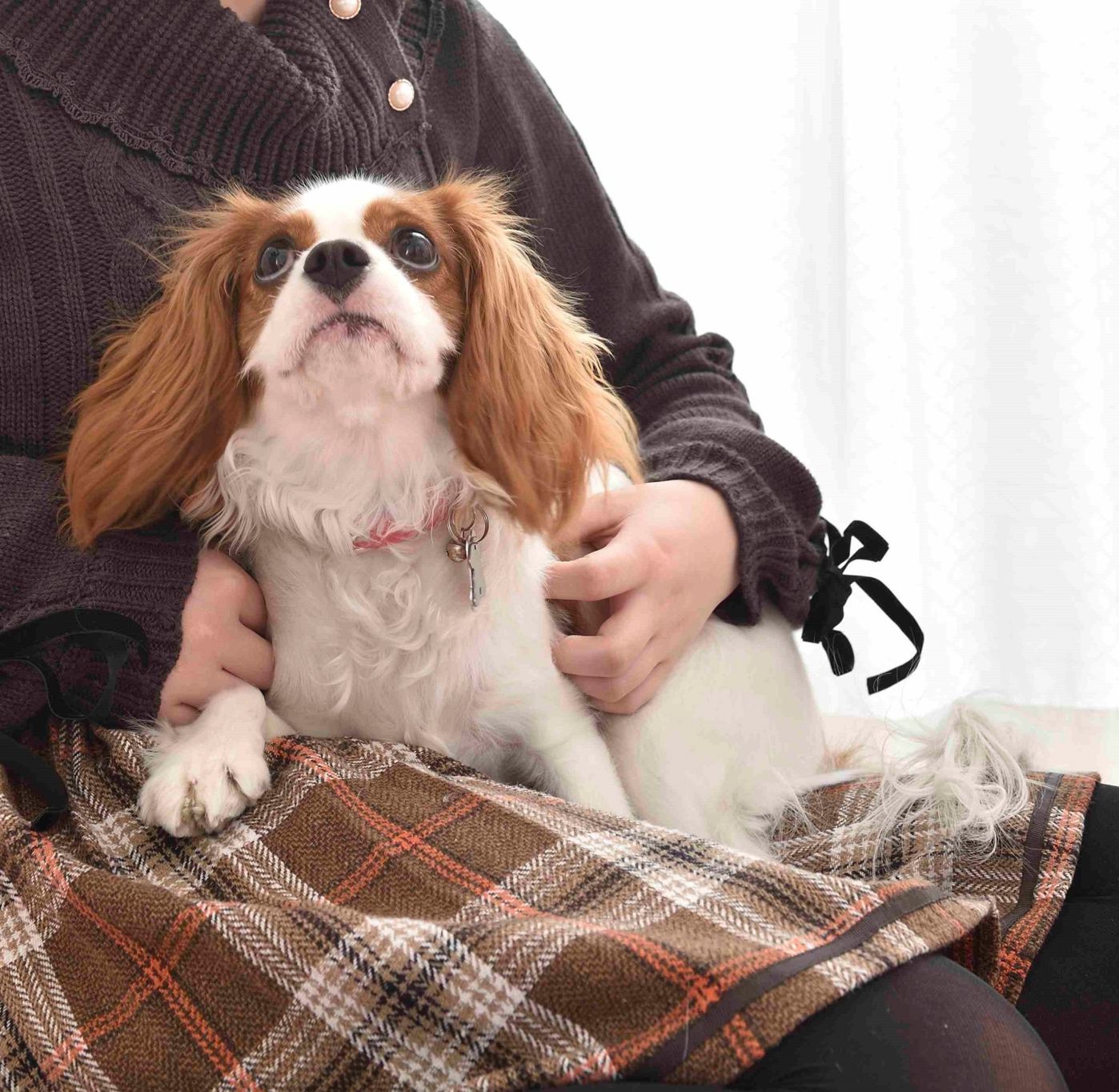 やきもち焼きでかまってちゃん 女のコ犬 あるある いぬのきもちweb Magazine やきもち焼きでかまってちゃん 女のコ犬 あるある いぬのきもちweb Magazine