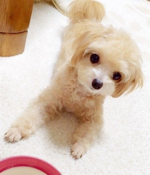 小さくて白いメスのチワプー