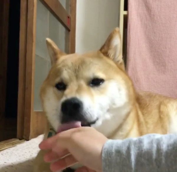舐める柴犬