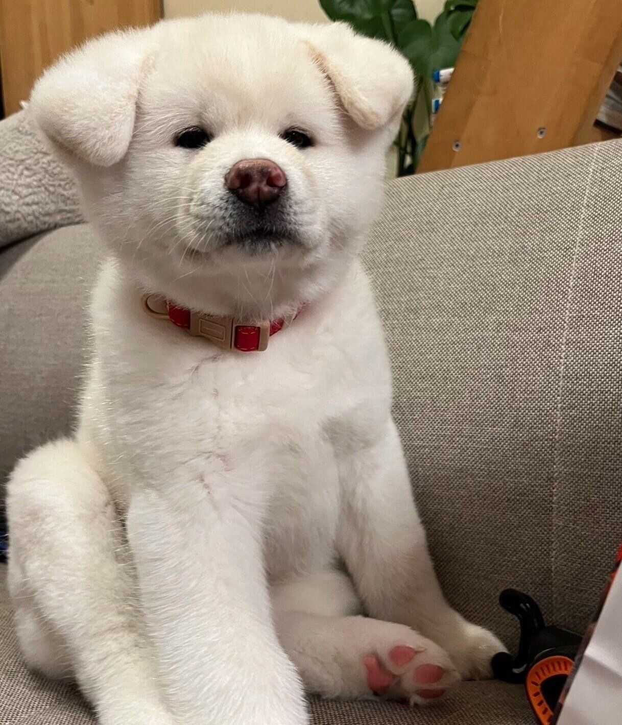 生後2カ月頃のこまちちゃん