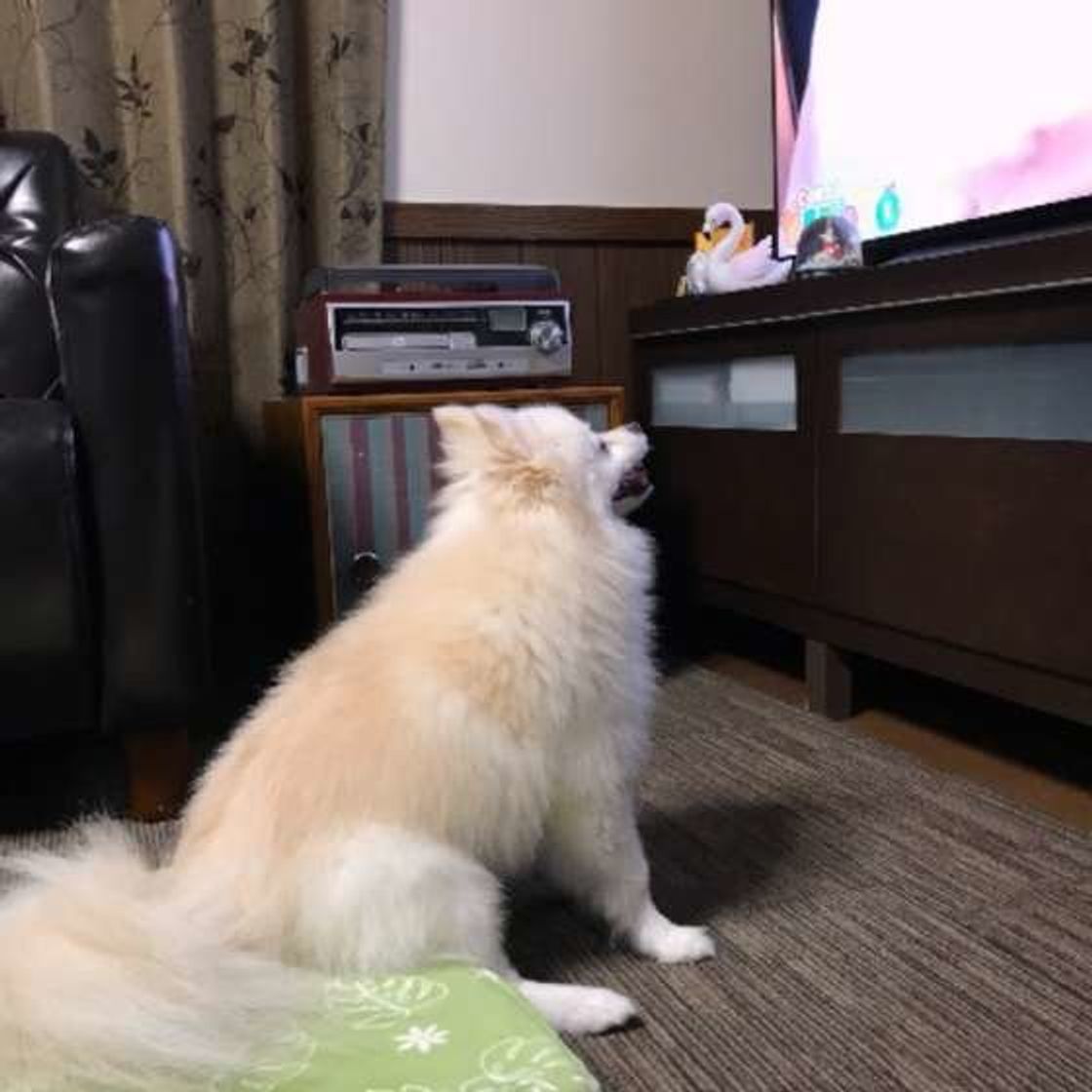 真剣に見ていることも 犬の目にテレビはどう映っているの いぬのきもちweb Magazine 真剣に見ていることも 犬の目にテレビはどう映っているの いぬのきもちweb Magazine