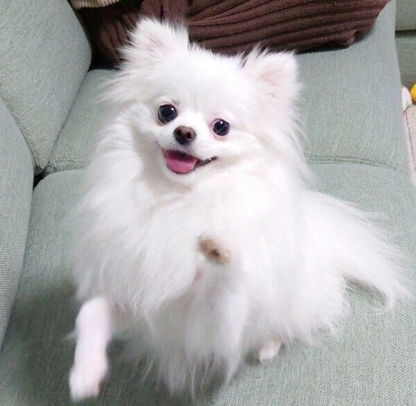 あざといポーズで可愛さ満点のおこめちゃん