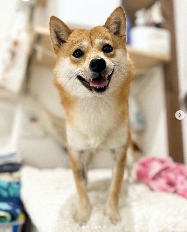 笑顔が可愛いてんちゃん