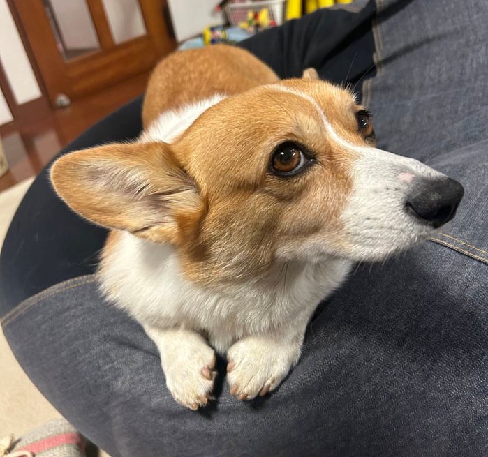 おすまし顔もかわいい