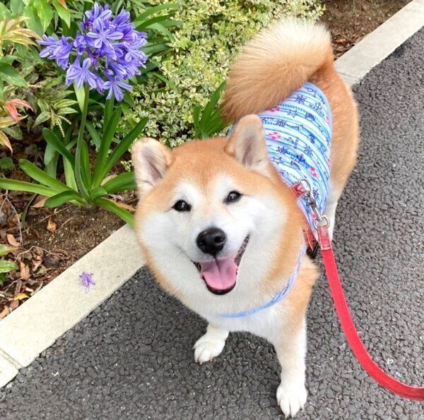 笑うまるちゃん