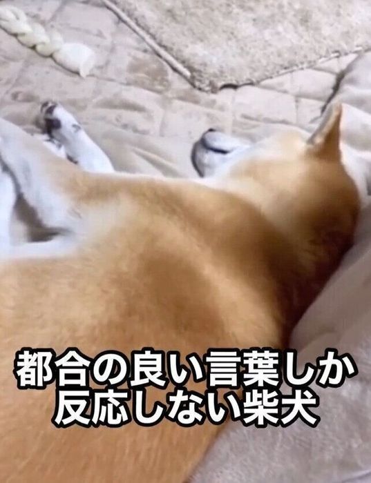 飼い主さんの「歯磨き」の言葉に無視し続けるはるちゃん