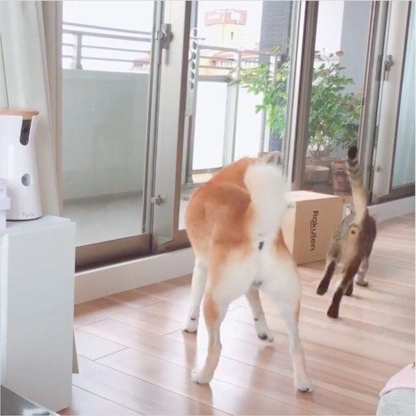 立ち去るMugiくんと、その場に立ち尽くすHaluくん