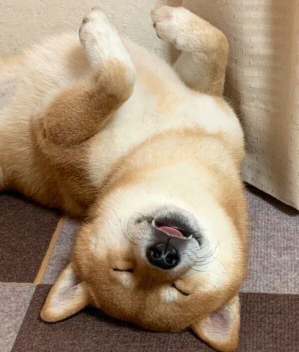 舌を出して眠るこたろうくん