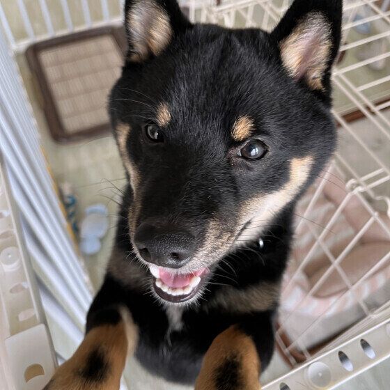 ソワソワする柴犬