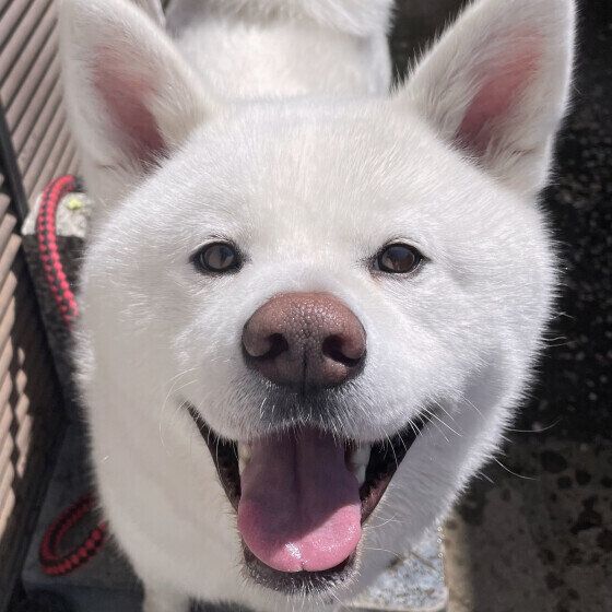 秋田のひめちゃん