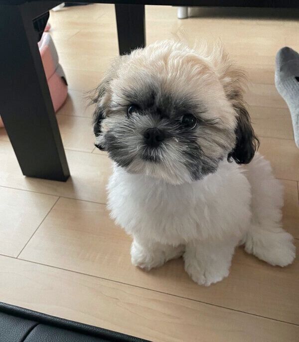 パパさんのことを見つめるおはぎちゃん