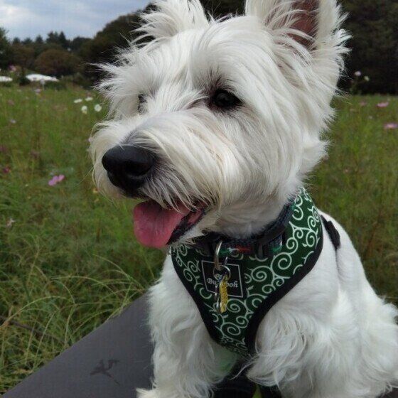 秋に気をつけたい犬の病気3つ いぬのきもち