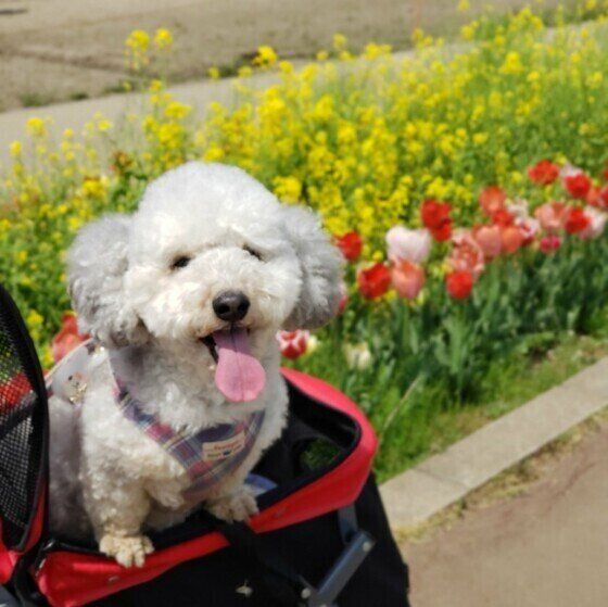 花とカートに乗る犬